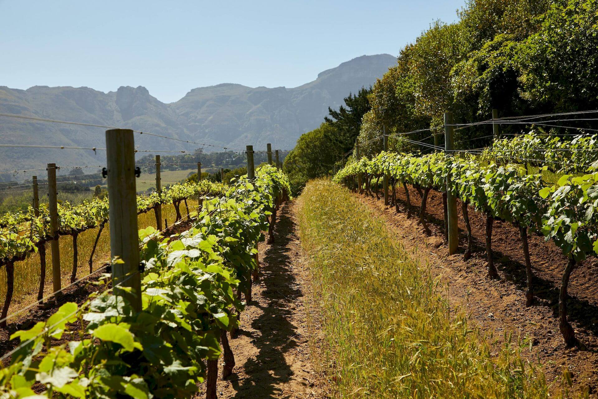 Rows of vines below the mountains in a Mallorca vineyard at harvest time