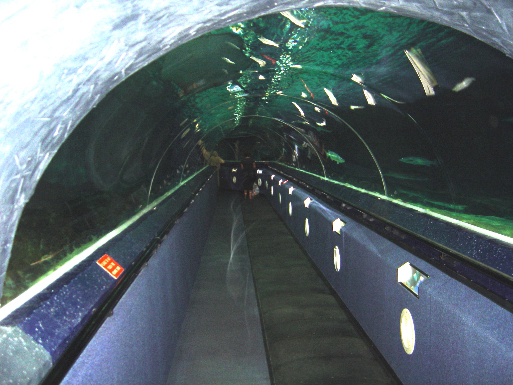 Shark tunnel aquarium underwater walkway