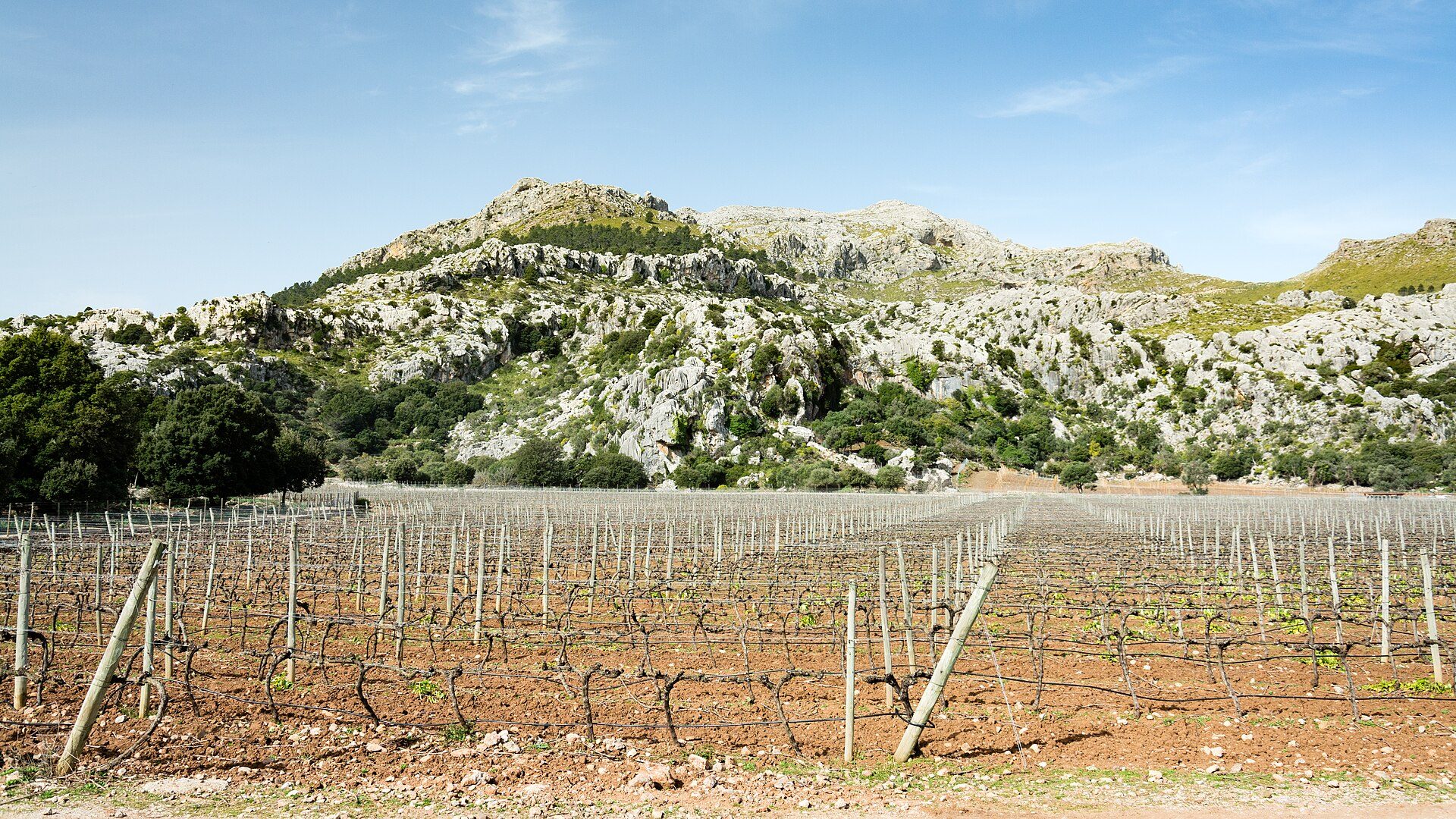 Young vines in a Mallorca vineyard below the Tramuntana mountains at Mortitx